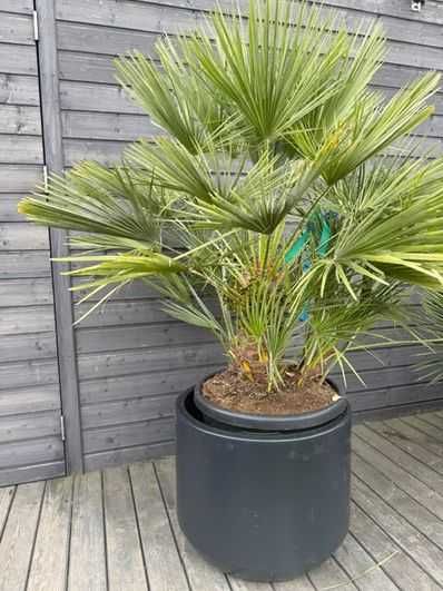 Palma Karlatka Chamaerops Humilis