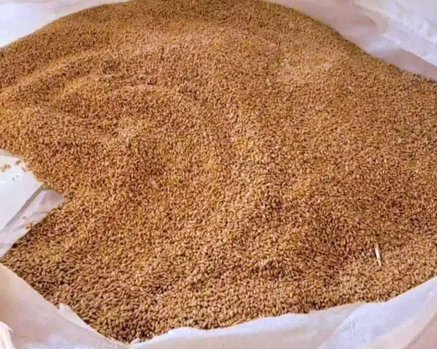 Pszenica EUFORIA, pszenżyto (OCTAVIO i TRIBUTO)