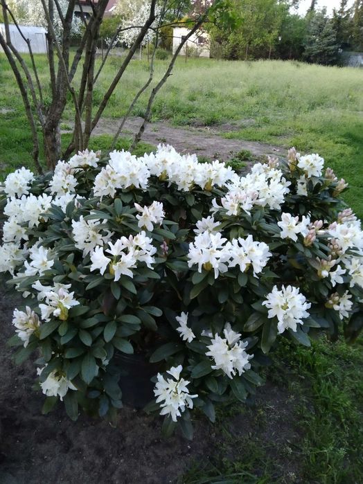 Kwiat rododendron