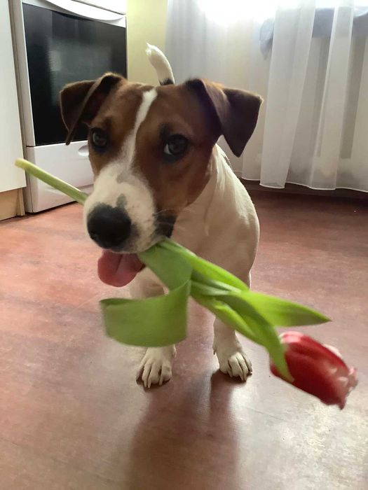 Джек Рассел (Вязка)