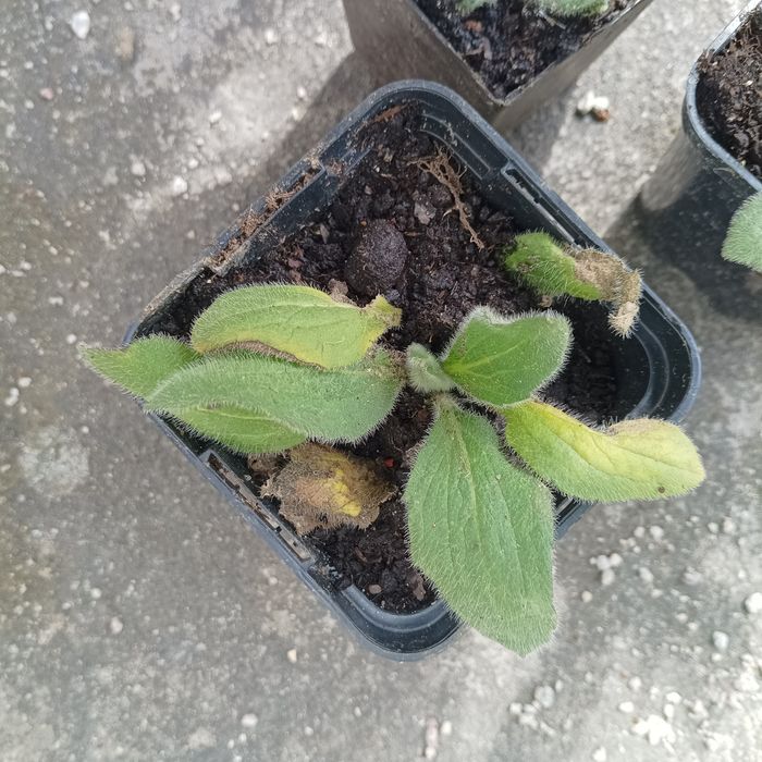 17. Sadzonki rudbekii