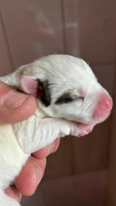 Parson Russell Terrier FCI