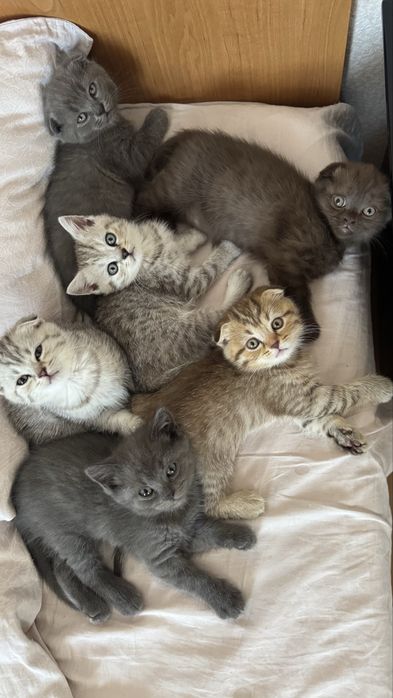 Котики шотландські