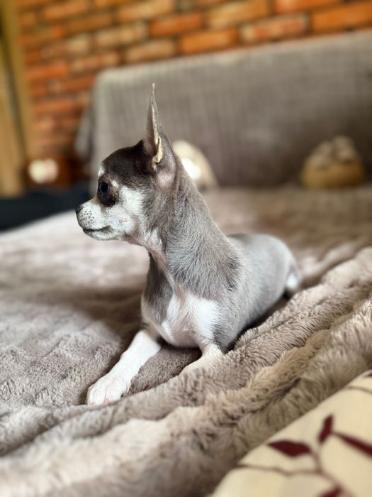 Chihuahua * TEOŚ * malutki niebieski chłopczyk