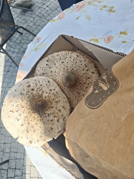Kanie grzyby durze