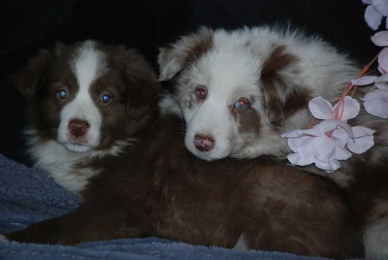 Suczka Border Collie / czekoladowo -biała