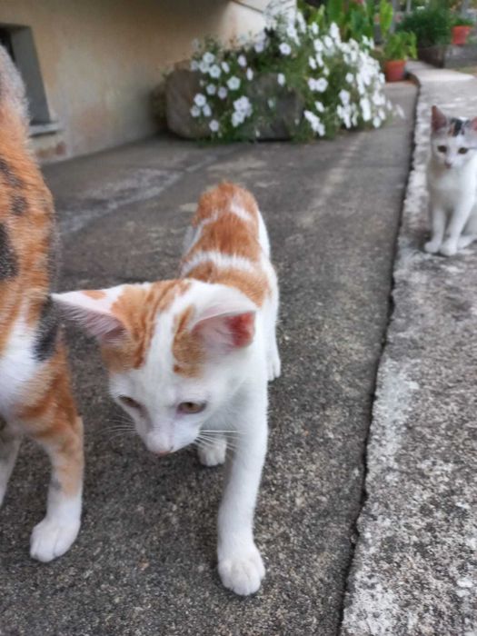 Gatinhos para Adoção Responsável