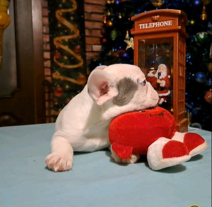 Французький бульдог