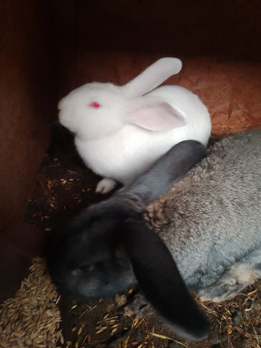 Sprzedam króliki samce