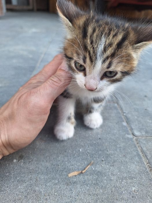 Kotki kocurki koty kot kocurek kotek