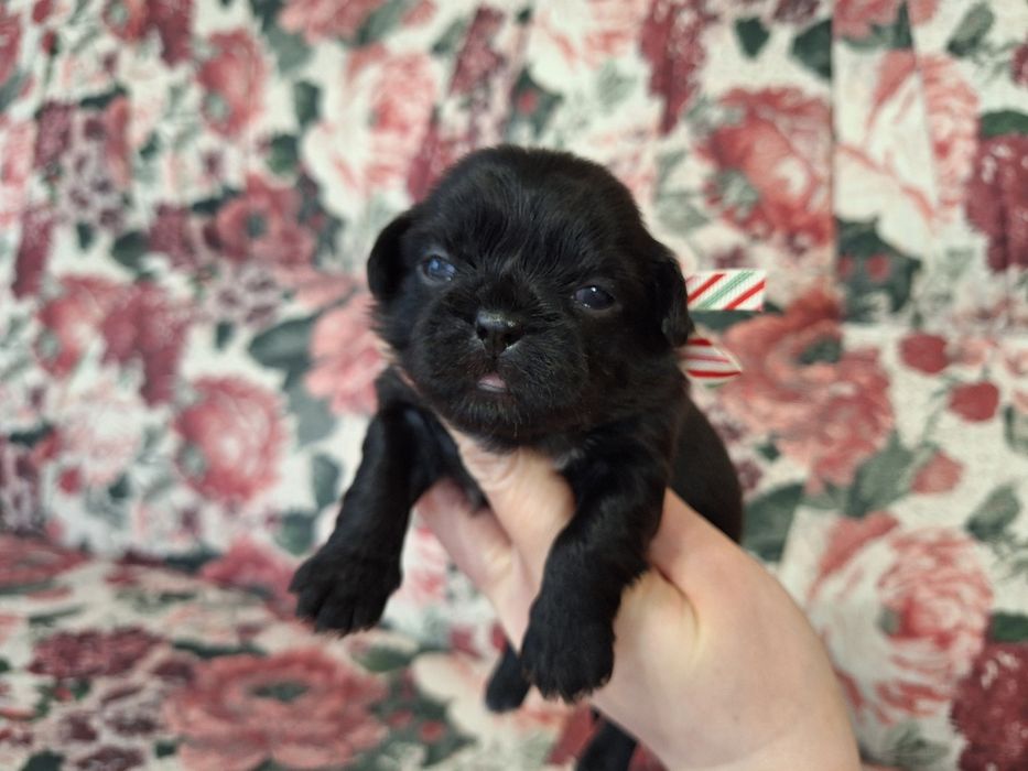 Shih-Tzu piesek czarny!