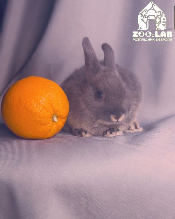 Нідерландський карлик!! До 900 грам!!