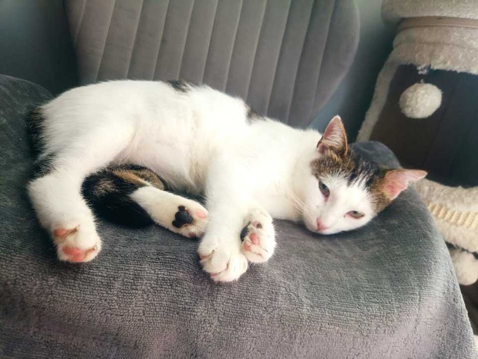 Kotek Armani czeka na swój domek