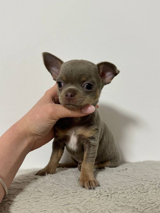 Sunia Chihuahua krótkowłosa