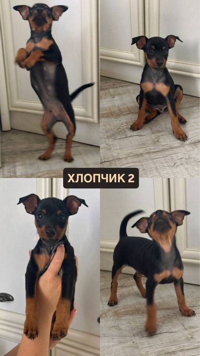 Цвергпінчер цуценята
