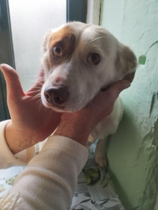 Belinha para adoção muito responsável