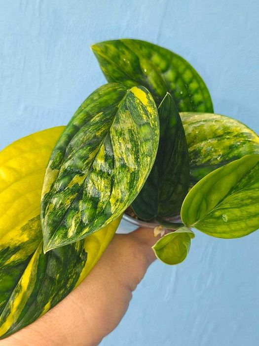 Монстера Karstenianum variegata, ароїдні
