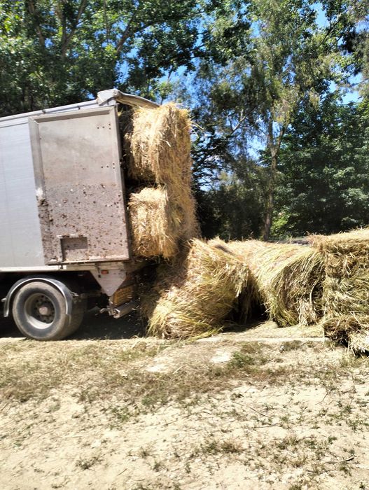 Feno de lameiro e palha