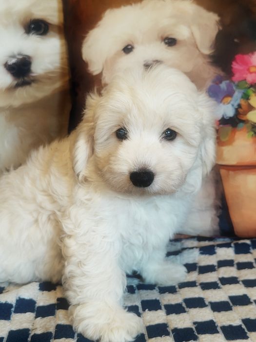 Śliczny piesek Maltipoo