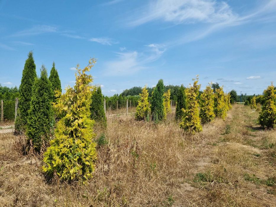 Tuja aureospicata 220cm-100zł 240cm-110zł !!Promocja!!