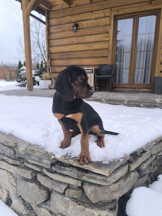 Suczka gończy polski