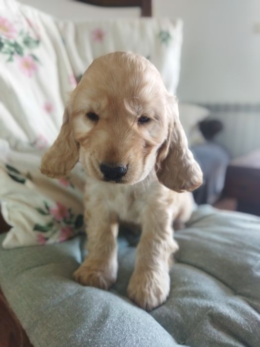 Cocker spaniel angielski suczka