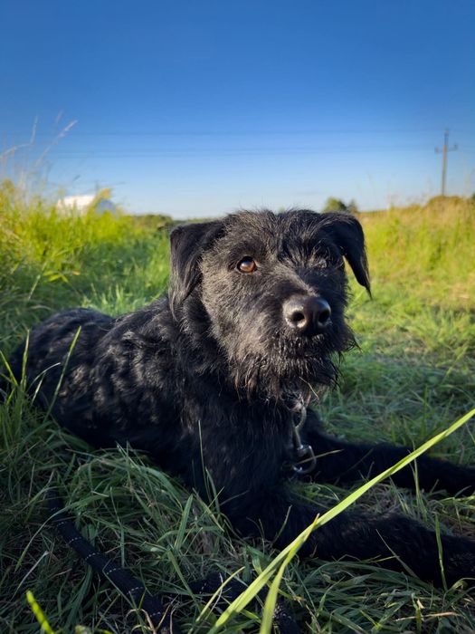 Terrierkowaty piesek Harry do adopcji