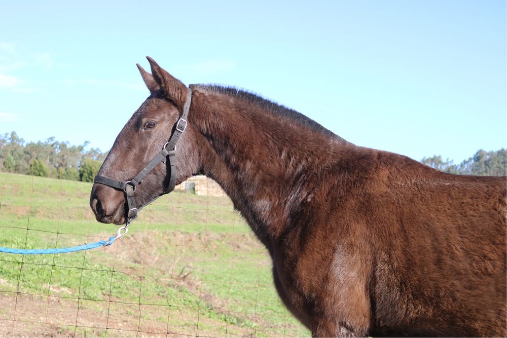 Poldra lusitana preta 1 ano