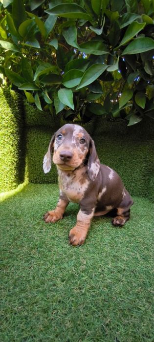 Teckel choco Merle 2 meses