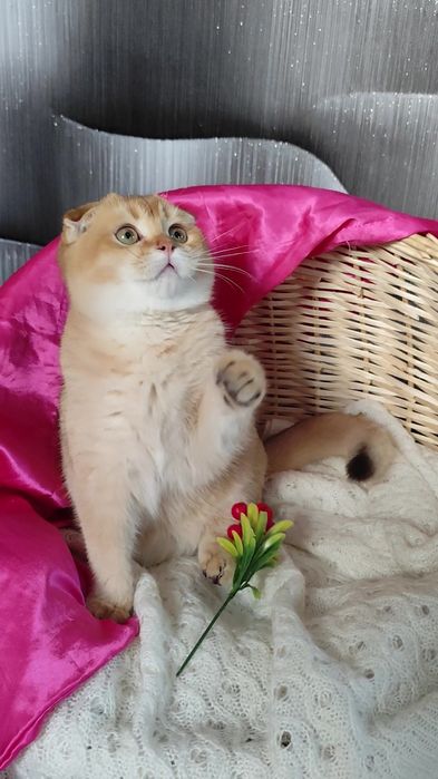 Очень ласковый котик золотая шиншилла висловухие мальчик девочка