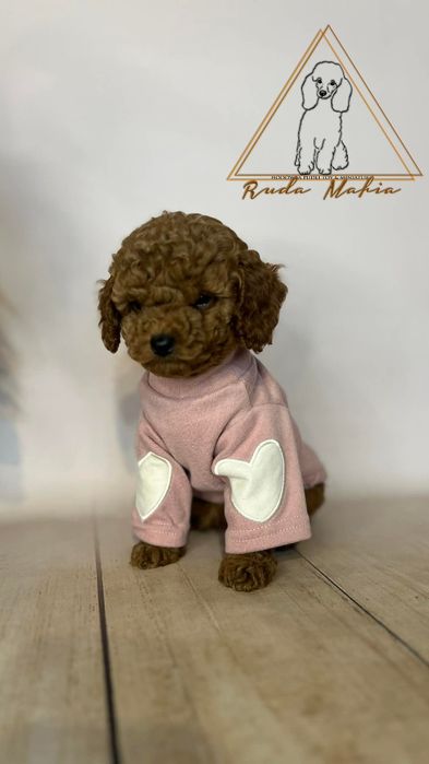 Pudel miniaturowy suczka