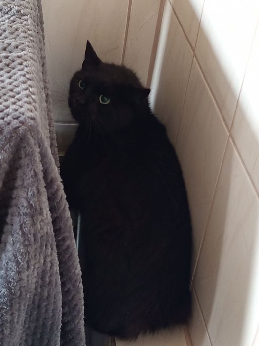 Nergal z nikłymi szansami na adopcję