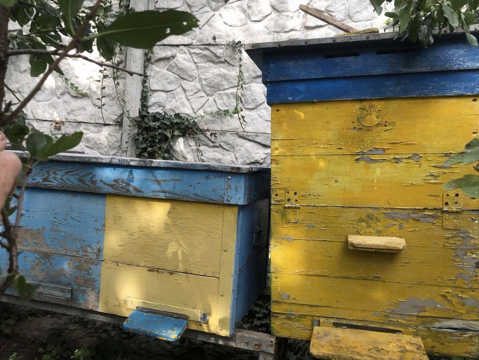 Продам улики для пчёл