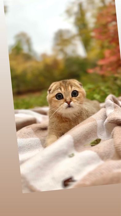 Ніжні золоті кошенята для доброї родини висловушки
