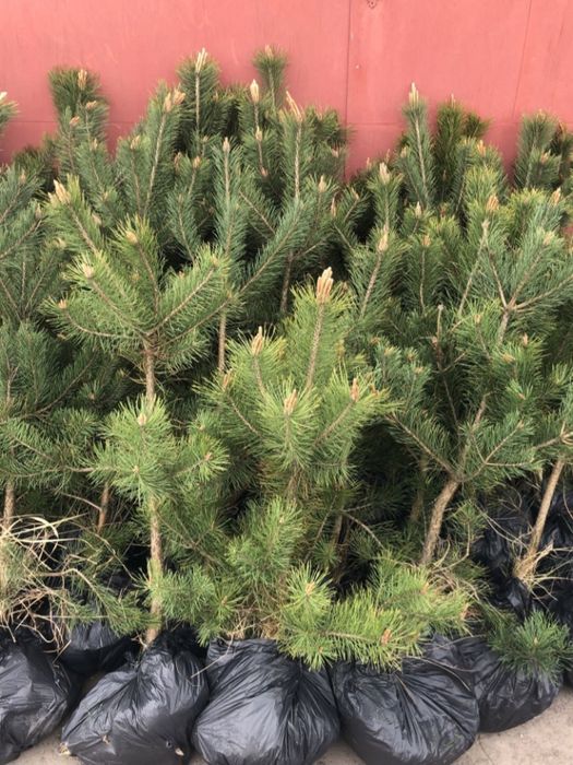 Саджанці  сосни.