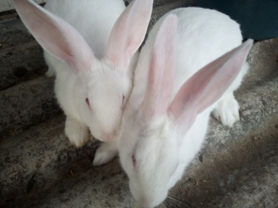 Термонська біла самці