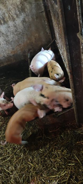 Продам поросята ландрас із пєтреном