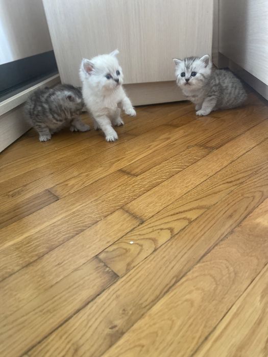 Шотландські кошенята