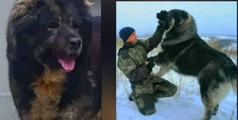 Цуценята    кавказької  вівчарки.