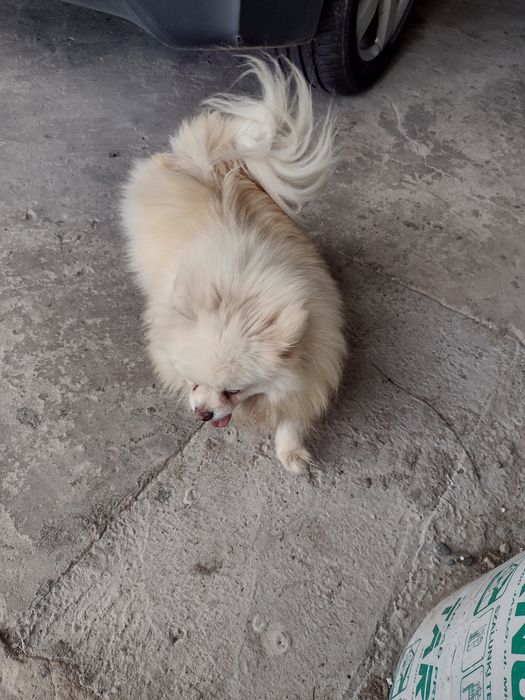 Szpic miniaturowy pomeranian