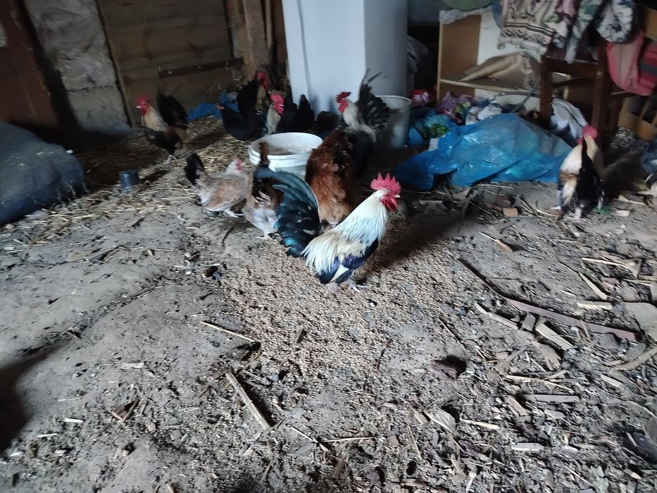 Sprzedam dwuletnie kogutki chabo