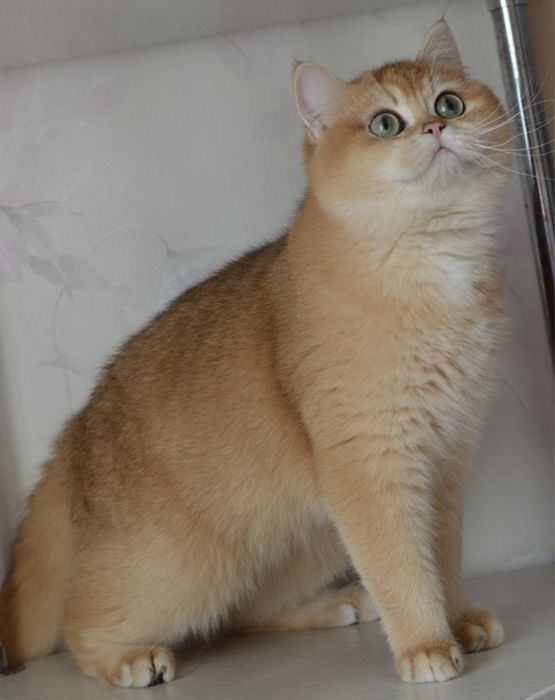 Шикарний хлопчик 2 місяців золота шиншила