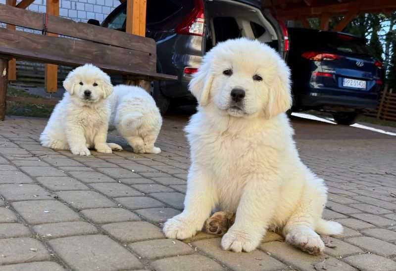 Owczarek Podhalański