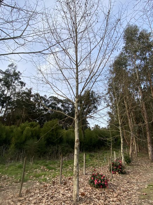 Platanos clonados