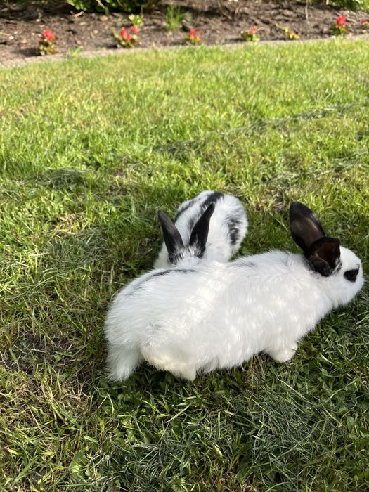 Króliki młode  i odchowane samce i samice