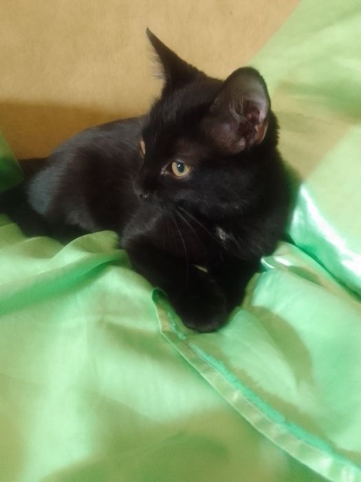 Кастрированный Боня в поисках дома!