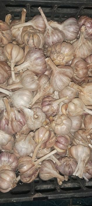 Домашній  часник