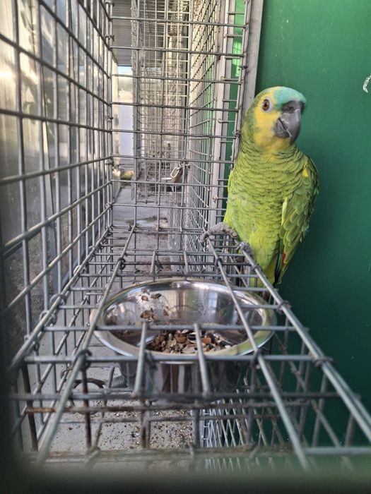 Amazona  Aestiva