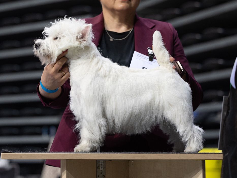 West highland white terrier