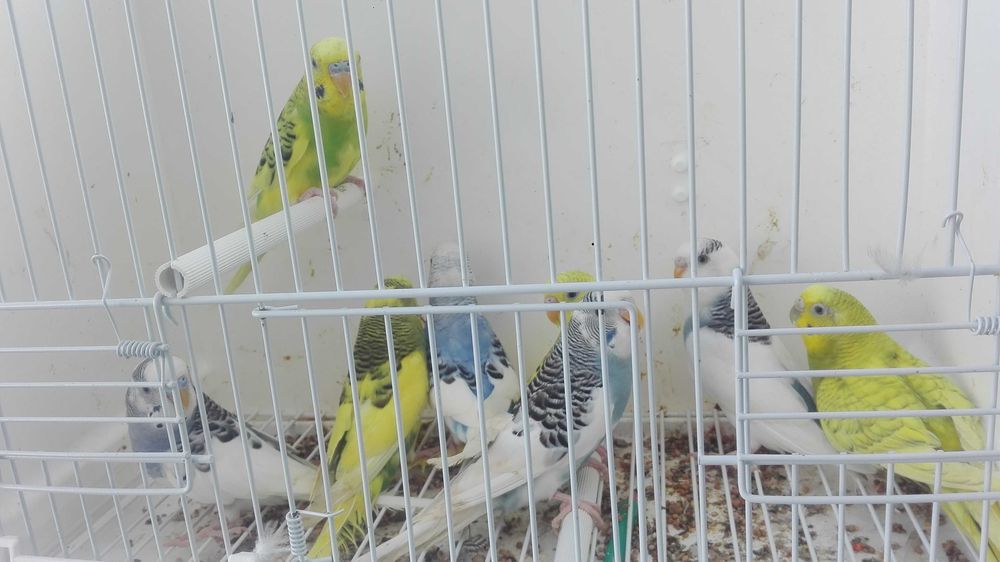 Piriquitos alecrin bonitos